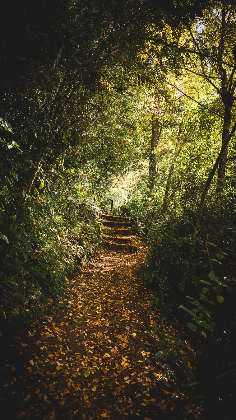 Sendero bajo bosque en Curarrehue